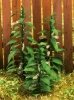 Model Scene VG3-019 Nettle 1/35